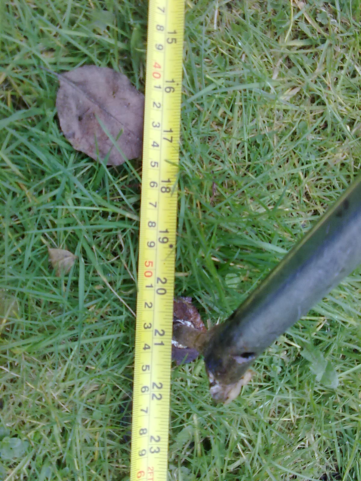 pullpit is s/s, with 21