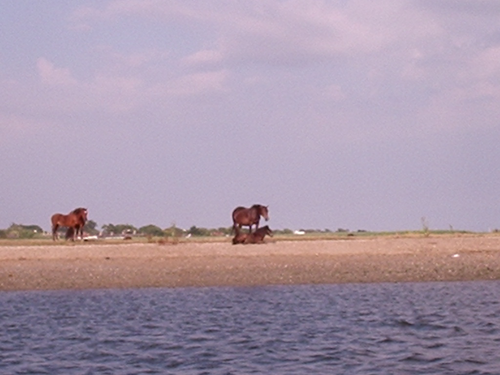 wild horses on Stanpit marsh as we  motor against tide almost motionless towards Priory mooring - great place Christchurch but only for small boats and skillful sailors with nerve