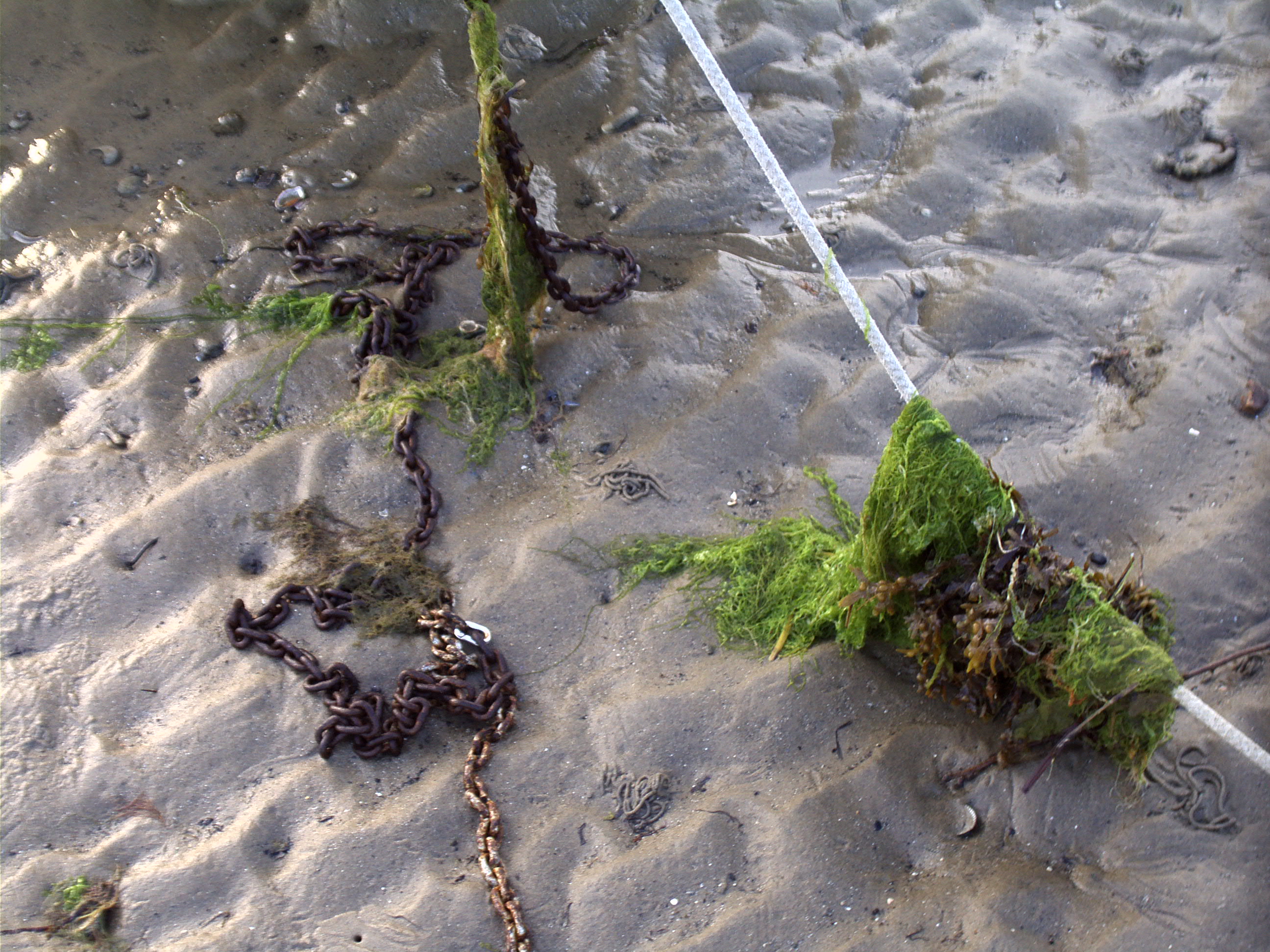 one of my favourites, natures flowing in and out with the moon